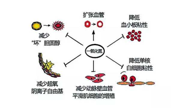 一氧化氮1.png